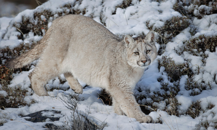 Puma Photo Safari Torres del Paine (Winter)